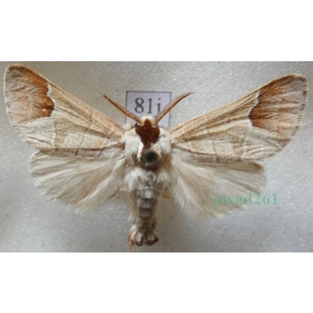 Clostera curtula (Linnaeus, 1758) male Wzjeżka łozówka Czech81j